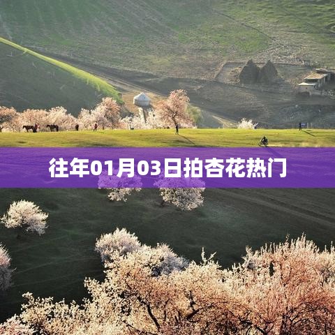 『01月03日拍杏花，熱門(mén)春光瞬間』