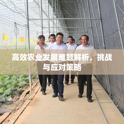 高效農(nóng)業(yè)發(fā)展難題解析，挑戰(zhàn)與應(yīng)對策略