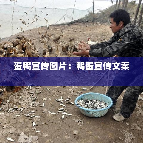 蛋鴨宣傳圖片：鴨蛋宣傳文案 