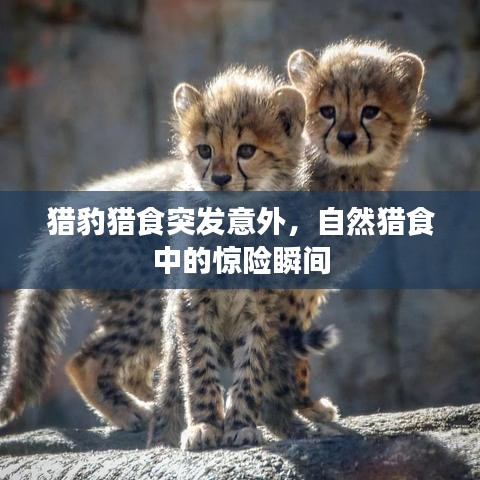 獵豹獵食突發(fā)意外，自然獵食中的驚險(xiǎn)瞬間