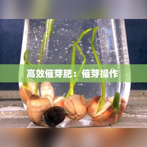 高效催芽肥：催芽操作 