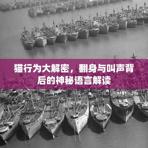 貓行為大解密，翻身與叫聲背后的神秘語言解讀