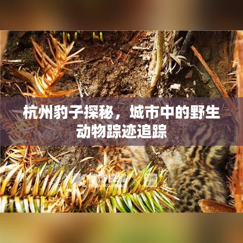 杭州豹子探秘，城市中的野生動物蹤跡追蹤