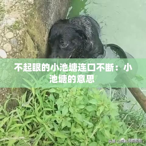 不起眼的小池塘連口不斷：小池塘的意思 