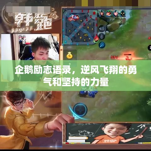 企鵝勵(lì)志語錄，逆風(fēng)飛翔的勇氣和堅(jiān)持的力量