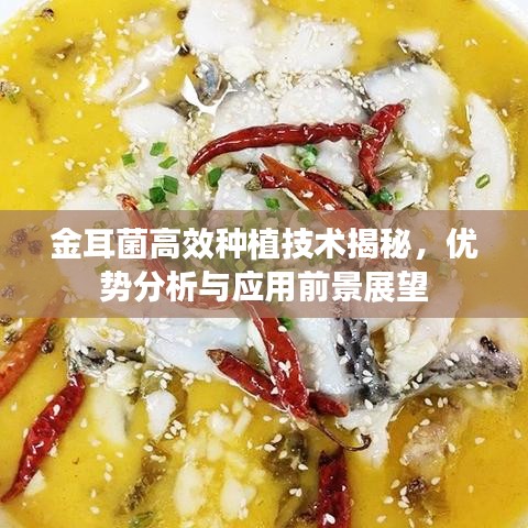 金耳菌高效種植技術(shù)揭秘，優(yōu)勢(shì)分析與應(yīng)用前景展望