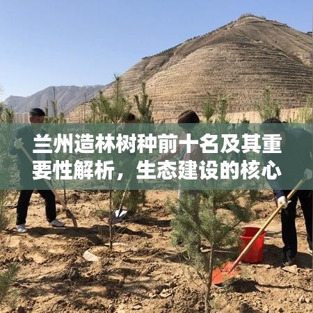蘭州造林樹種前十名及其重要性解析，生態(tài)建設(shè)的核心支柱