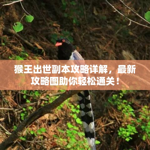 猴王出世副本攻略詳解，最新攻略圖助你輕松通關(guān)！