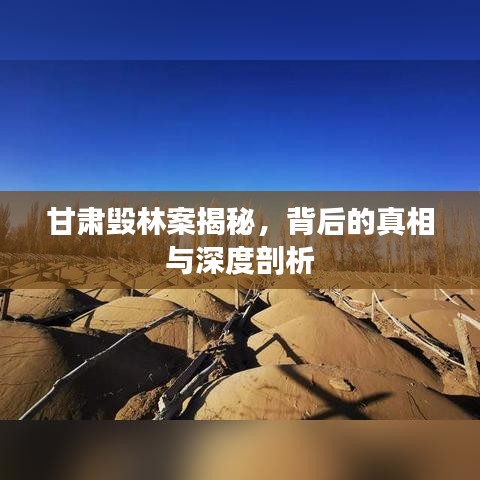 甘肅毀林案揭秘，背后的真相與深度剖析