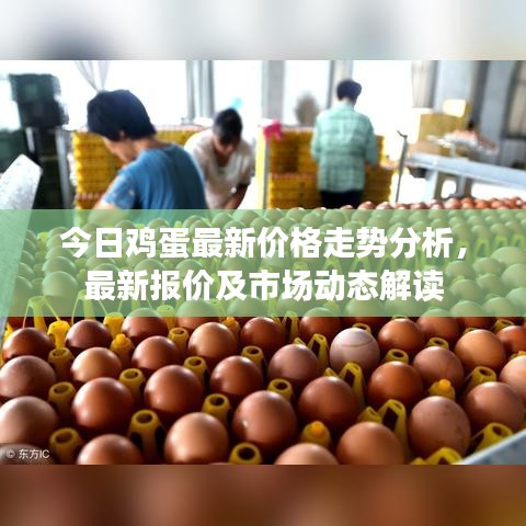 今日雞蛋最新價格走勢分析，最新報價及市場動態(tài)解讀