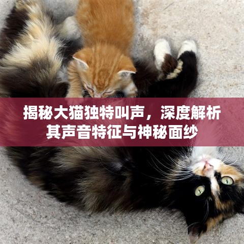 揭秘大貓獨特叫聲，深度解析其聲音特征與神秘面紗