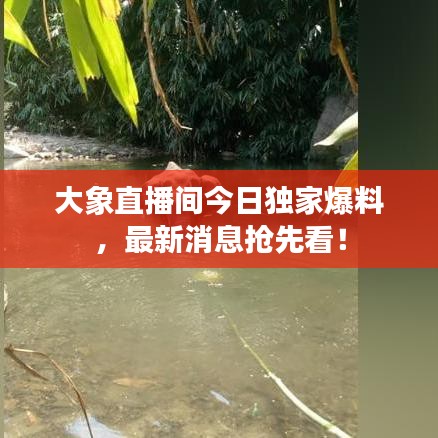 大象直播間今日獨家爆料，最新消息搶先看！