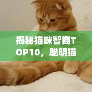 揭秘貓咪智商TOP10，聰明貓咪的精彩瞬間不容錯(cuò)過！