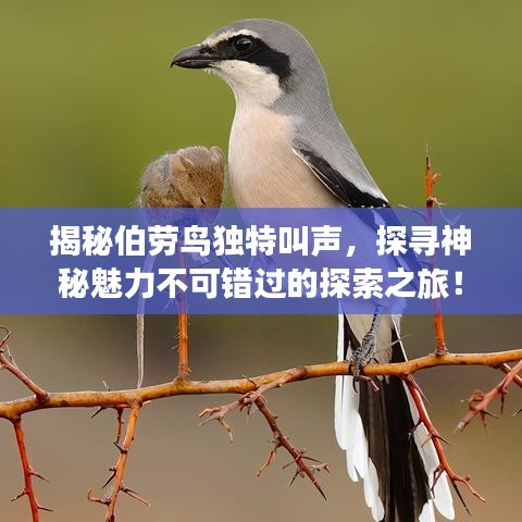 揭秘伯勞鳥獨(dú)特叫聲，探尋神秘魅力不可錯(cuò)過的探索之旅！