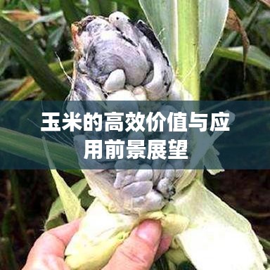 玉米的高效價(jià)值與應(yīng)用前景展望