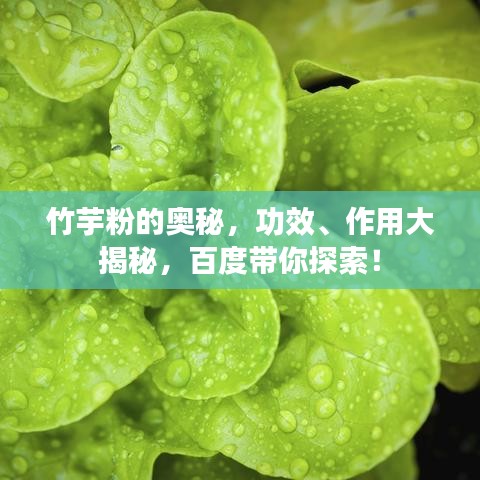 竹芋粉的奧秘，功效、作用大揭秘，百度帶你探索！