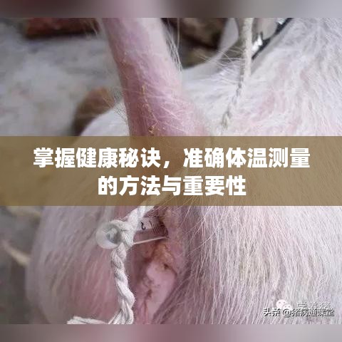 掌握健康秘訣，準(zhǔn)確體溫測量的方法與重要性