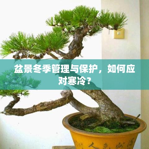 盆景冬季管理與保護，如何應對寒冷？