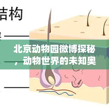 北京動物園微博探秘，動物世界的未知奧秘之旅
