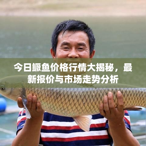 今日鱖魚價(jià)格行情大揭秘，最新報(bào)價(jià)與市場走勢分析