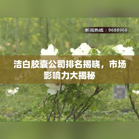 潔白膠囊公司排名揭曉，市場(chǎng)影響力大揭秘