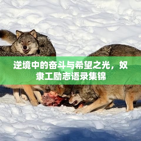 逆境中的奮斗與希望之光，奴隸工勵志語錄集錦