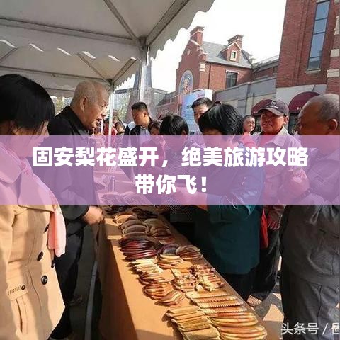 固安梨花盛開，絕美旅游攻略帶你飛！