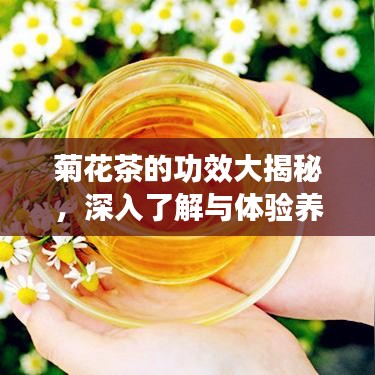 菊花茶的功效大揭秘，深入了解與體驗養(yǎng)生之道