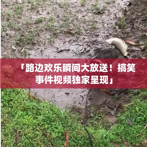 「路邊歡樂瞬間大放送！搞笑事件視頻獨家呈現(xiàn)」