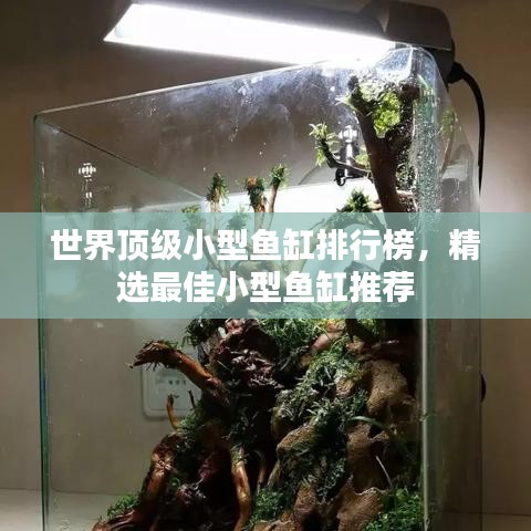 世界頂級(jí)小型魚(yú)缸排行榜，精選最佳小型魚(yú)缸推薦