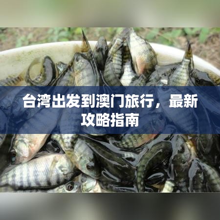 臺(tái)灣出發(fā)到澳門旅行，最新攻略指南