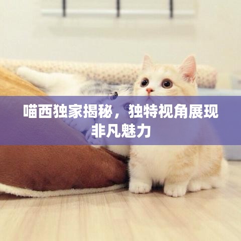 喵西獨家揭秘，獨特視角展現非凡魅力