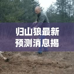 歸山狼最新預(yù)測(cè)消息揭秘，今日運(yùn)勢(shì)大揭秘