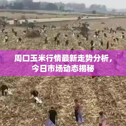周口玉米行情最新走勢分析，今日市場動態(tài)揭秘
