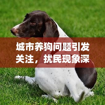 城市養(yǎng)狗問題引發(fā)關注，擾民現(xiàn)象深度解析