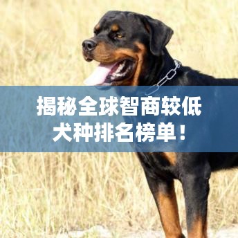 揭秘全球智商較低犬種排名榜單！