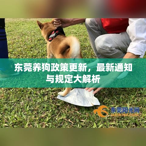 東莞養(yǎng)狗政策更新，最新通知與規(guī)定大解析