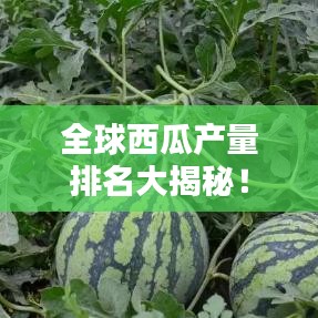 全球西瓜產(chǎn)量排名大揭秘！