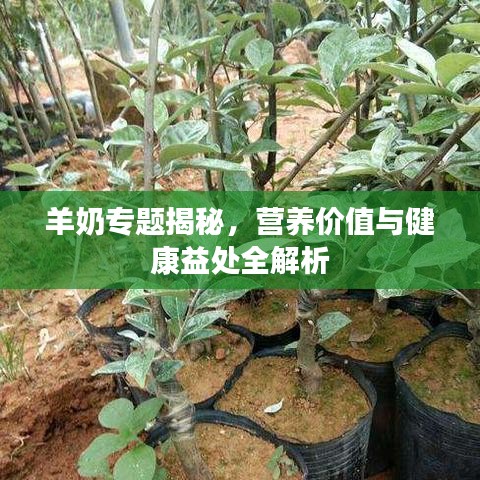 羊奶專題揭秘，營養(yǎng)價值與健康益處全解析