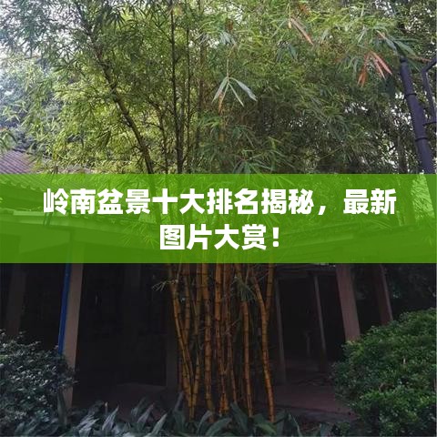 嶺南盆景十大排名揭秘，最新圖片大賞！