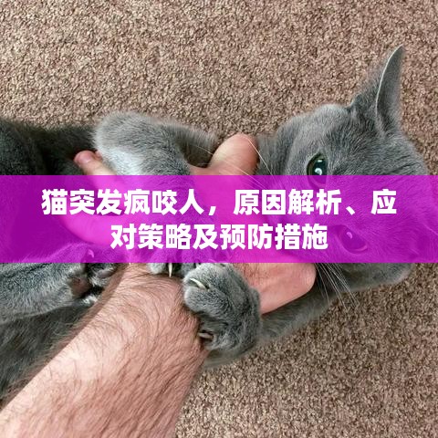 貓突發(fā)瘋咬人，原因解析、應(yīng)對(duì)策略及預(yù)防措施