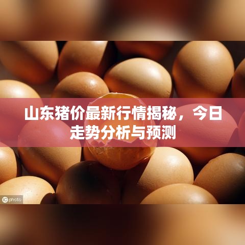 山東豬價最新行情揭秘，今日走勢分析與預(yù)測