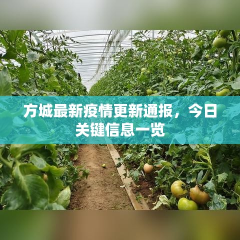 方城最新疫情更新通報(bào)，今日關(guān)鍵信息一覽