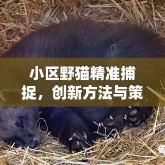 小區(qū)野貓精準(zhǔn)捕捉，創(chuàng)新方法與策略分享