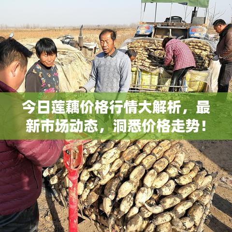 今日蓮藕價格行情大解析，最新市場動態(tài)，洞悉價格走勢！