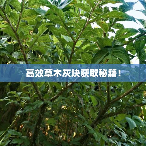 高效草木灰塊獲取秘籍！