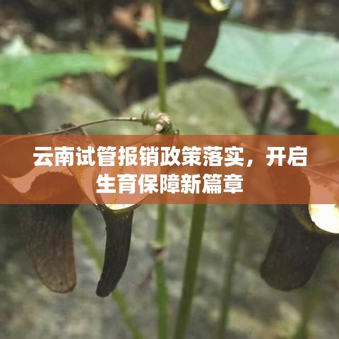 云南試管報銷政策落實，開啟生育保障新篇章