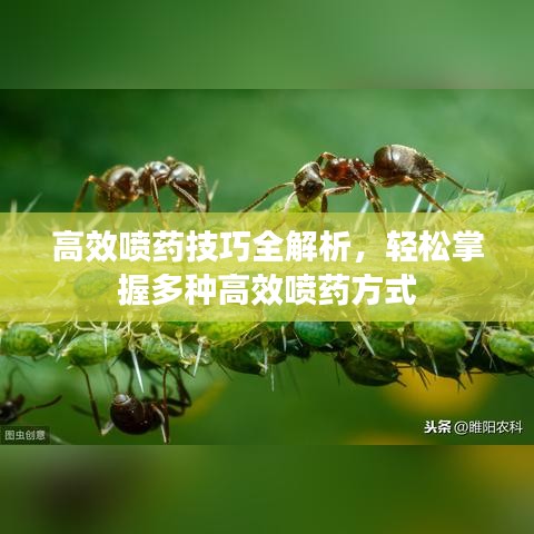 高效噴藥技巧全解析，輕松掌握多種高效噴藥方式