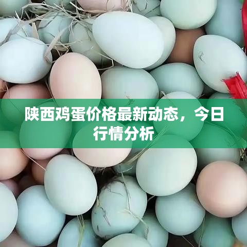 陜西雞蛋價格最新動態(tài)，今日行情分析