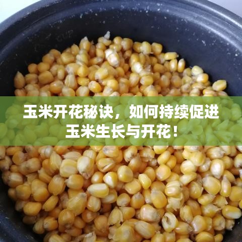 玉米開花秘訣，如何持續(xù)促進(jìn)玉米生長(zhǎng)與開花！
